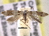  (Exoteleia graphicella - BIOUG11928-G04)  @14 [ ] CreativeCommons - Attribution (2014) CBG Photography Group Centre for Biodiversity Genomics