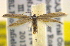  ( - BIOUG06176-B06)  @14 [ ] CreativeCommons - Attribution (2012) CBG Photography Group Centre for Biodiversity Genomics