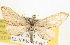  ( - BIOUG06176-H06)  @13 [ ] CreativeCommons - Attribution (2012) CBG Photography Group Centre for Biodiversity Genomics