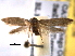  ( - BIOUG06259-A05)  @14 [ ] CreativeCommons - Attribution (2013) CBG Photography Group Centre for Biodiversity Genomics