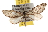  ( - BIOUG06458-A10)  @13 [ ] CreativeCommons - Attribution (2013) CBG Photography Group Centre for Biodiversity Genomics