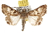  ( - BIOUG06458-C04)  @15 [ ] CreativeCommons - Attribution (2013) CBG Photography Group Centre for Biodiversity Genomics
