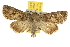  ( - BIOUG06458-C07)  @11 [ ] CreativeCommons - Attribution (2013) CBG Photography Group Centre for Biodiversity Genomics