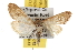  ( - BIOUG06458-C12)  @14 [ ] CreativeCommons - Attribution (2013) CBG Photography Group Centre for Biodiversity Genomics