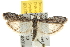  ( - BIOUG06458-F12)  @15 [ ] CreativeCommons - Attribution (2013) CBG Photography Group Centre for Biodiversity Genomics
