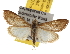  ( - BIOUG06458-H04)  @14 [ ] CreativeCommons - Attribution (2013) CBG Photography Group Centre for Biodiversity Genomics