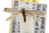  ( - BIOUG06458-H06)  @13 [ ] CreativeCommons - Attribution (2013) CBG Photography Group Centre for Biodiversity Genomics