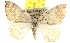  ( - BIOUG06604-A06)  @15 [ ] CreativeCommons - Attribution (2013) CBG Photography Group Centre for Biodiversity Genomics