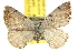  ( - BIOUG06604-A07)  @14 [ ] CreativeCommons - Attribution (2013) CBG Photography Group Centre for Biodiversity Genomics