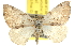  ( - BIOUG06604-A08)  @15 [ ] CreativeCommons - Attribution (2013) CBG Photography Group Centre for Biodiversity Genomics
