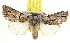  ( - BIOUG06604-C07)  @14 [ ] CreativeCommons - Attribution (2013) CBG Photography Group Centre for Biodiversity Genomics