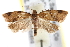  ( - BIOUG06604-E01)  @14 [ ] CreativeCommons - Attribution (2013) CBG Photography Group Centre for Biodiversity Genomics