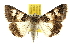  ( - BIOUG06604-G03)  @14 [ ] CreativeCommons - Attribution (2013) CBG Photography Group Centre for Biodiversity Genomics