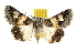  ( - BIOUG06604-G06)  @14 [ ] CreativeCommons - Attribution (2013) CBG Photography Group Centre for Biodiversity Genomics