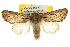  ( - BIOUG06605-B02)  @14 [ ] CreativeCommons - Attribution (2013) CBG Photography Group Centre for Biodiversity Genomics