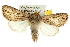  ( - BIOUG06605-B05)  @15 [ ] CreativeCommons - Attribution (2013) CBG Photography Group Centre for Biodiversity Genomics