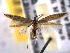  ( - BIOUG06605-C11)  @14 [ ] CreativeCommons - Attribution (2013) CBG Photography Group Centre for Biodiversity Genomics