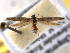  ( - BIOUG06605-E01)  @14 [ ] CreativeCommons - Attribution (2013) CBG Photography Group Centre for Biodiversity Genomics