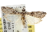  ( - BIOUG06605-G06)  @14 [ ] CreativeCommons - Attribution (2013) CBG Photography Group Centre for Biodiversity Genomics