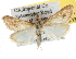  ( - BIOUG06606-A06)  @14 [ ] CreativeCommons - Attribution (2013) CBG Photography Group Centre for Biodiversity Genomics