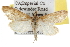  ( - BIOUG06606-A08)  @14 [ ] CreativeCommons - Attribution (2013) CBG Photography Group Centre for Biodiversity Genomics
