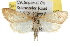  ( - BIOUG06606-C03)  @14 [ ] CreativeCommons - Attribution (2013) CBG Photography Group Centre for Biodiversity Genomics