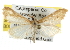  ( - BIOUG06606-C04)  @14 [ ] CreativeCommons - Attribution (2013) CBG Photography Group Centre for Biodiversity Genomics