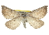  (Plataea diva - BIOUG06606-G05)  @14 [ ] CreativeCommons - Attribution (2013) CBG Photography Group Centre for Biodiversity Genomics