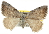  ( - BIOUG06805-E03)  @14 [ ] CreativeCommons - Attribution (2012) CBG Photography Group Centre for Biodiversity Genomics