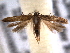  ( - BIOUG06806-F05)  @12 [ ] CreativeCommons - Attribution (2013) CBG Photography Group Centre for Biodiversity Genomics