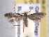  ( - BIOUG06807-A04)  @13 [ ] CreativeCommons - Attribution (2013) CBG Photography Group Centre for Biodiversity Genomics