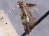  ( - BIOUG06807-D10)  @12 [ ] CreativeCommons - Attribution (2013) CBG Photography Group Centre for Biodiversity Genomics