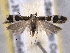  ( - BIOUG06807-F03)  @14 [ ] CreativeCommons - Attribution (2013) CBG Photography Group Centre for Biodiversity Genomics