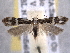  ( - BIOUG06807-F11)  @14 [ ] CreativeCommons - Attribution (2013) CBG Photography Group Centre for Biodiversity Genomics