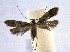  ( - BIOUG06947-A09)  @13 [ ] CreativeCommons - Attribution (2013) CBG Photography Group Centre for Biodiversity Genomics