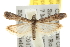  ( - BIOUG06947-C12)  @14 [ ] CreativeCommons - Attribution (2013) CBG Photography Group Centre for Biodiversity Genomics