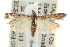  ( - BIOUG06947-D01)  @14 [ ] CreativeCommons - Attribution (2013) CBG Photography Group Centre for Biodiversity Genomics