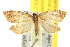  ( - BIOUG06947-E01)  @14 [ ] CreativeCommons - Attribution (2013) CBG Photography Group Centre for Biodiversity Genomics