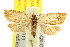  ( - BIOUG06947-E03)  @13 [ ] CreativeCommons - Attribution (2013) CBG Photography Group Centre for Biodiversity Genomics