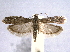  ( - BIOUG06948-D03)  @14 [ ] CreativeCommons - Attribution (2013) CBG Photography Group Centre for Biodiversity Genomics