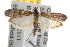  ( - BIOUG06948-H03)  @14 [ ] CreativeCommons - Attribution (2013) CBG Photography Group Centre for Biodiversity Genomics