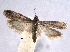  ( - BIOUG06949-C01)  @14 [ ] CreativeCommons - Attribution (2013) CBG Photography Group Centre for Biodiversity Genomics