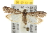  ( - BIOUG06949-C04)  @14 [ ] CreativeCommons - Attribution (2013) CBG Photography Group Centre for Biodiversity Genomics