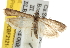  ( - BIOUG06950-A08)  @14 [ ] CreativeCommons - Attribution (2013) CBG Photography Group Centre for Biodiversity Genomics
