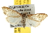  ( - BIOUG06950-C07)  @14 [ ] CreativeCommons - Attribution (2013) CBG Photography Group Centre for Biodiversity Genomics