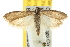  ( - BIOUG06950-E04)  @14 [ ] CreativeCommons - Attribution (2013) CBG Photography Group Centre for Biodiversity Genomics