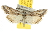  (Homoeosoma striatellum - BIOUG06950-E07)  @15 [ ] CreativeCommons - Attribution (2013) CBG Photography Group Centre for Biodiversity Genomics
