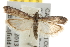  ( - BIOUG06950-F04)  @14 [ ] CreativeCommons - Attribution (2013) CBG Photography Group Centre for Biodiversity Genomics