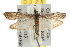  ( - BIOUG06950-G04)  @14 [ ] CreativeCommons - Attribution (2013) CBG Photography Group Centre for Biodiversity Genomics