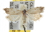  ( - BIOUG06951-B11)  @14 [ ] CreativeCommons - Attribution (2013) CBG Photography Group Centre for Biodiversity Genomics